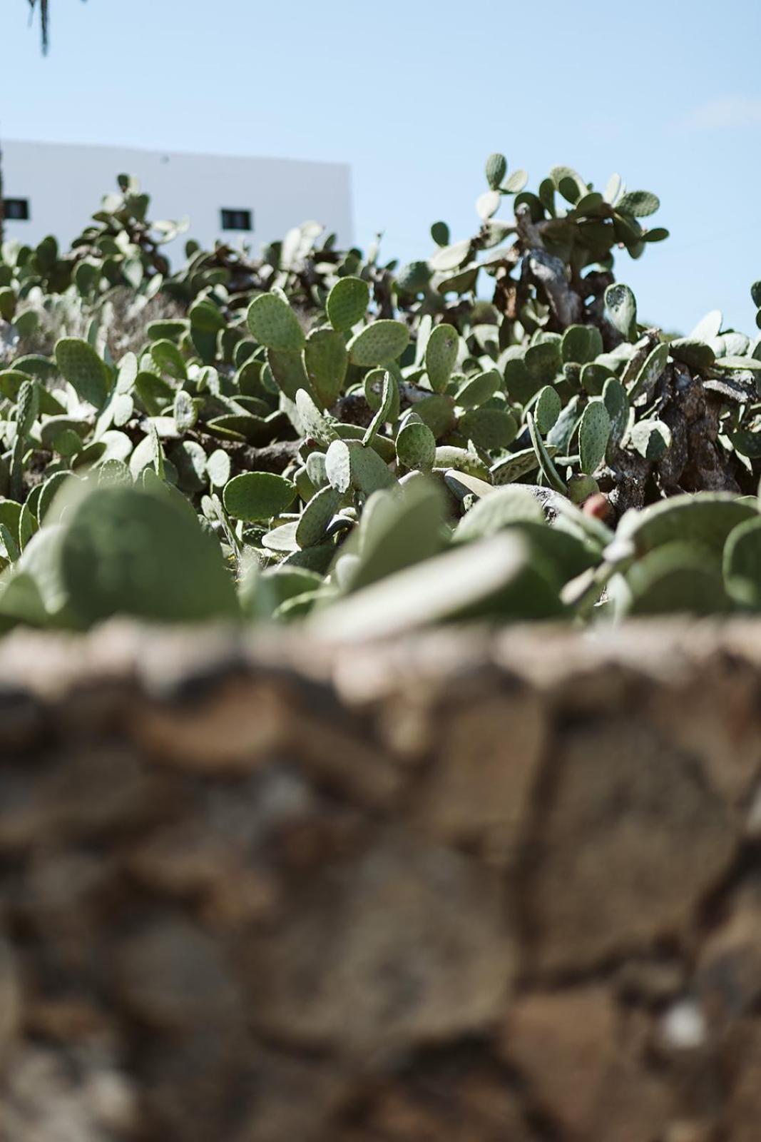 Hotelito Rural Flor De Timanfaya Tinajo Eksteriør billede